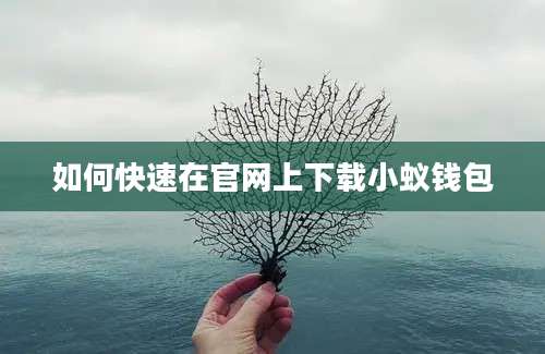 如何快速在官网上下载小蚁钱包